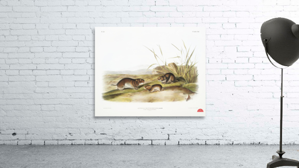 Yellow cheeked Meadow Mouse Arvicola xanthognathus  Wall Preview