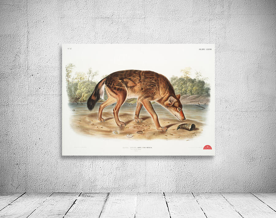 Red Texan Wolf Canis lupus  Wall Preview