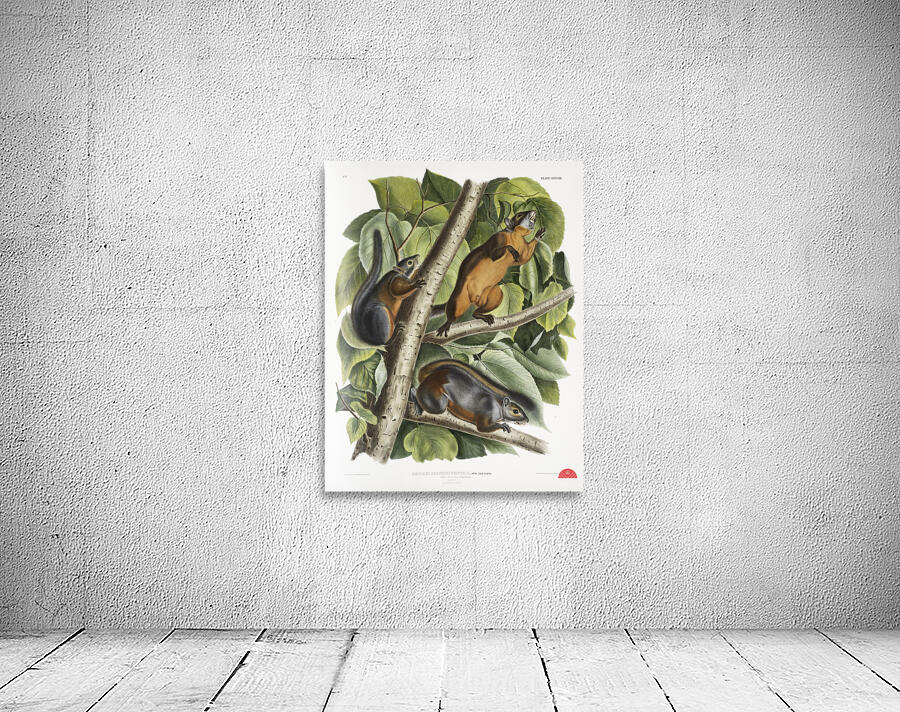 Red Texan Wolf Canis lupus  Wall Preview