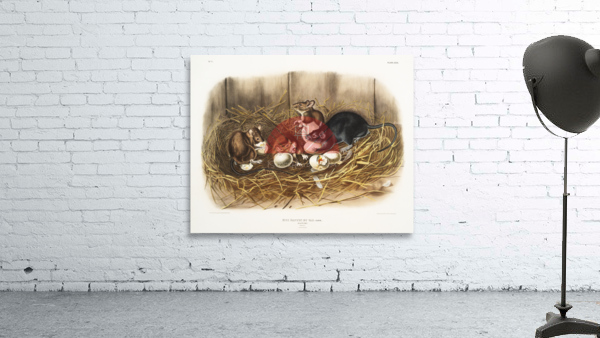 Black Rat Mus Rattus et var  Wall Preview