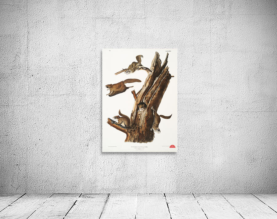 Flying Squirrel Pteromys volucella  Wall Preview