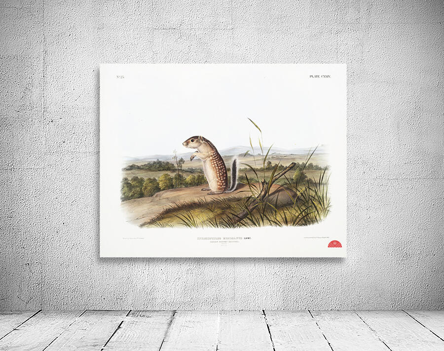 Mexican Marmot Squirrel Spermophilus Mexicanus  Wall Preview