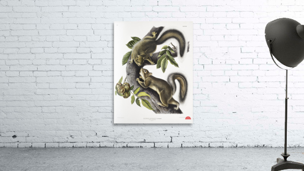 Hare Squirrel Sciurus leporinus  Wall Preview