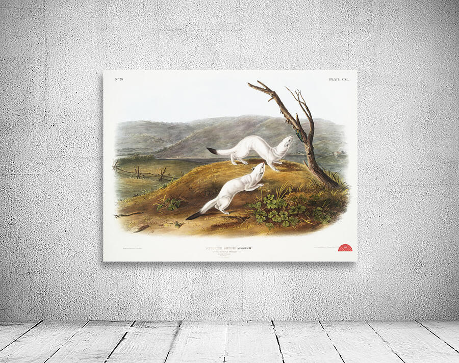 Little Nimble Weasel Putorius agilis  Wall Preview