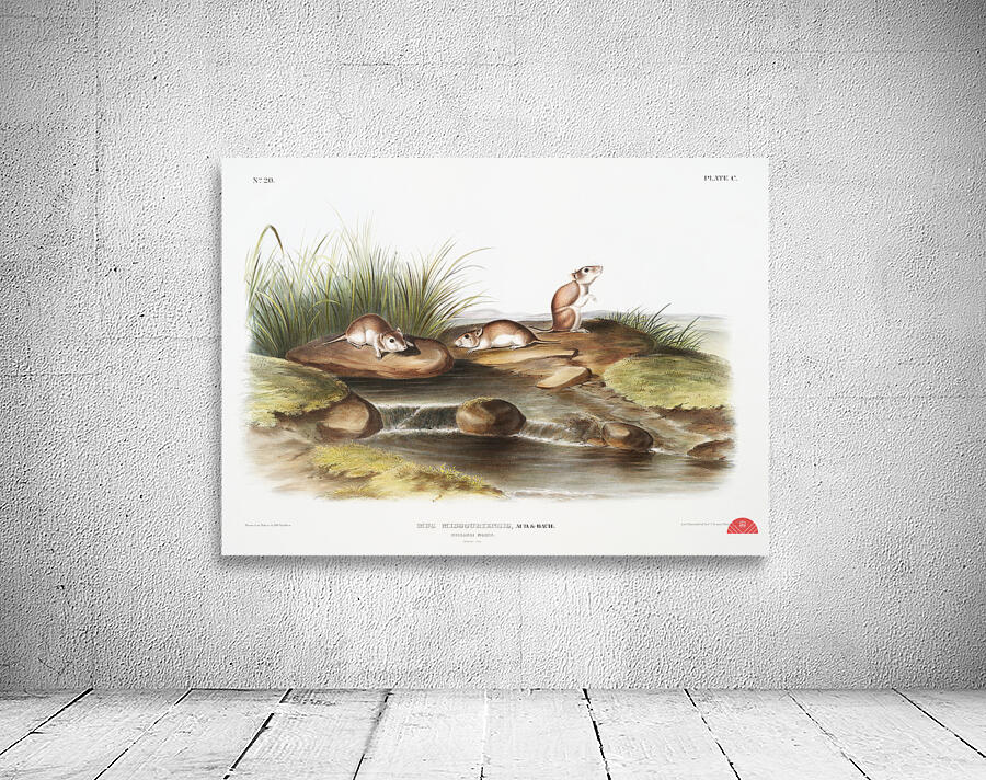 Missouri Mouse Mus missouriensis  Wall Preview