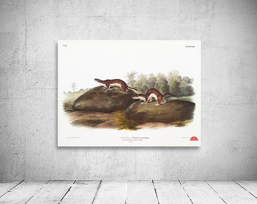 Little American Brown Weasel Mustela fusca  Wall Preview