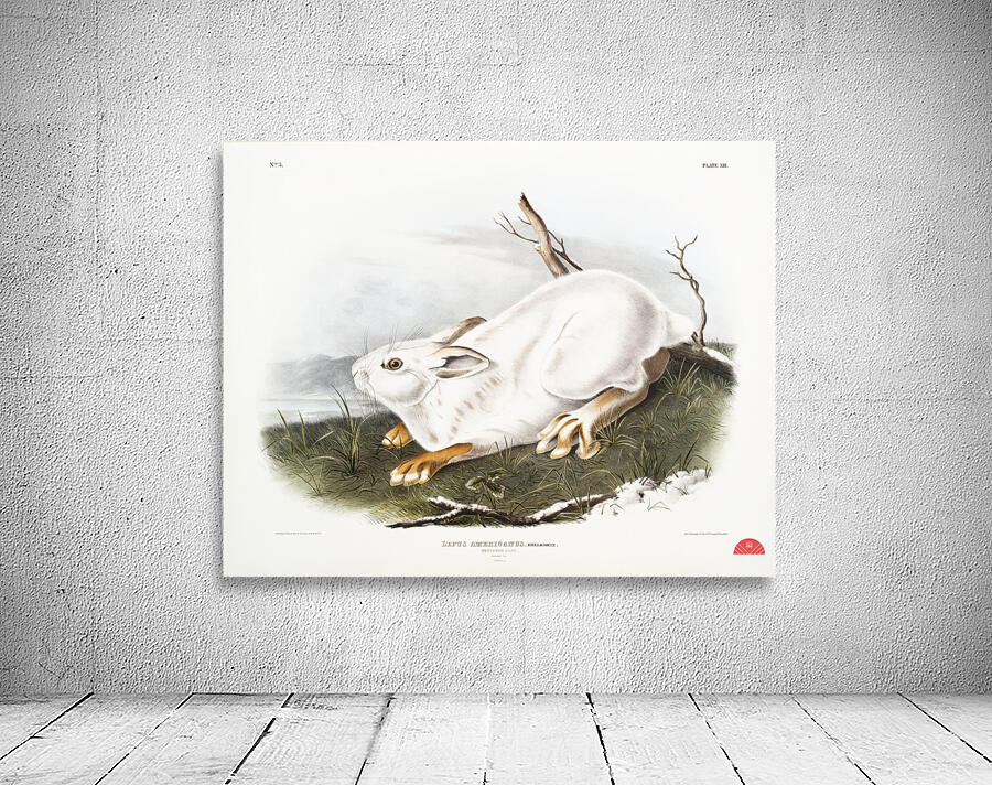 Northern Hare in winter Lepus Americanus  Wall Preview