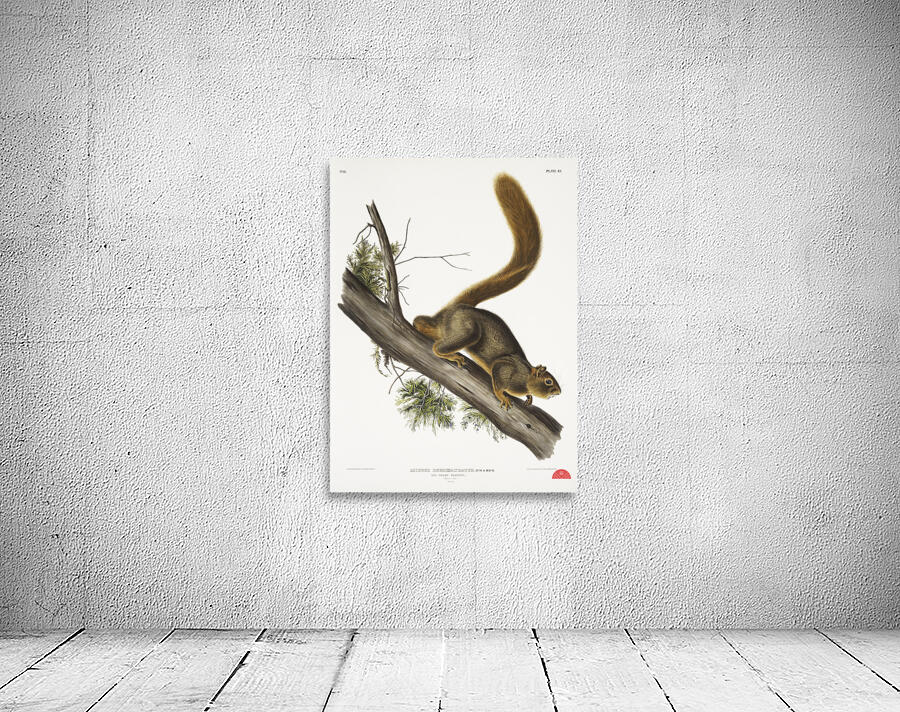 Red-tailed Squirrel Sciurus rubricaudatus  Wall Preview