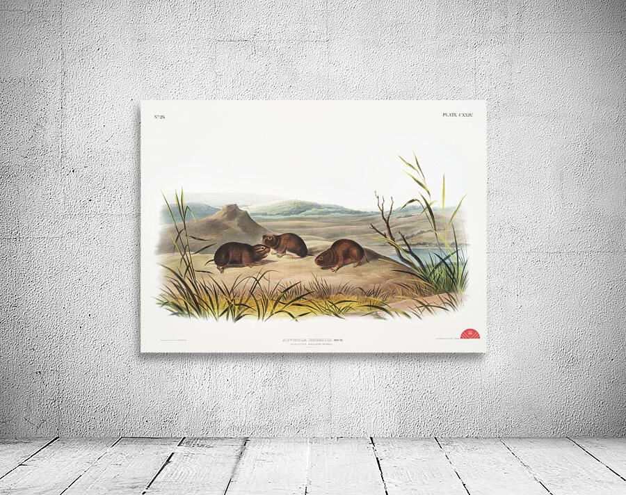 Northern Meadow-Mouse Arvicola borealis  Wall Preview