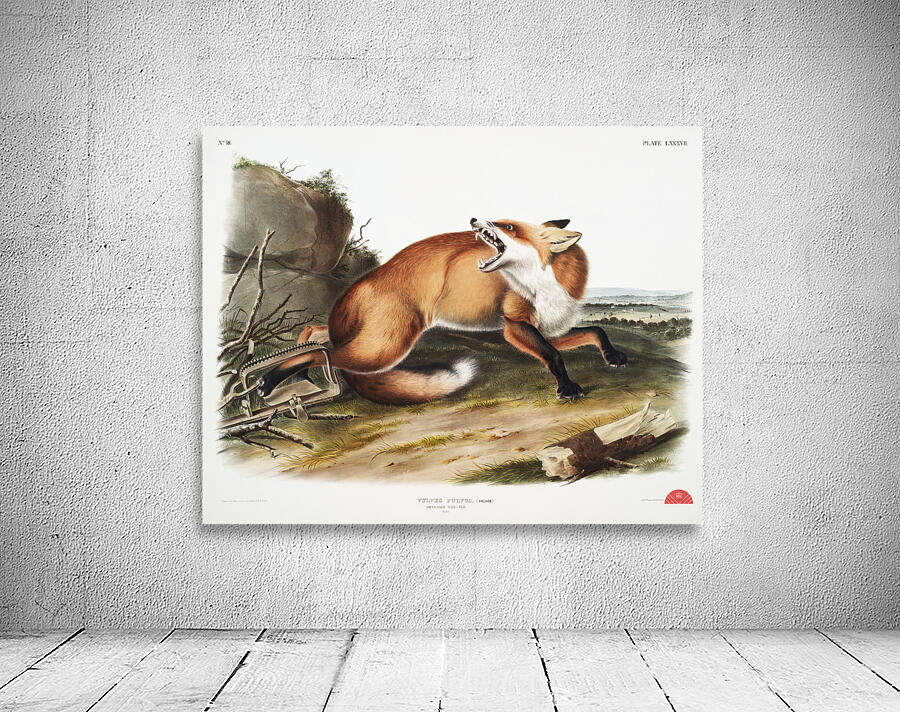 American Red-Fox Vulpes Fulvus  Wall Preview