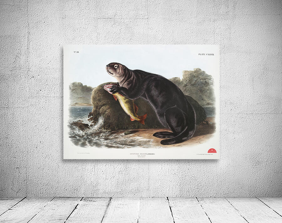 Sea Otter Enhydra marina  Wall Preview