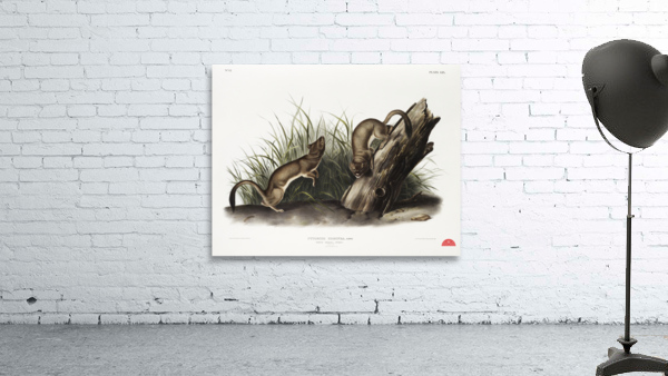 White Weasel Stoat Puttorius ermninea  Wall Preview