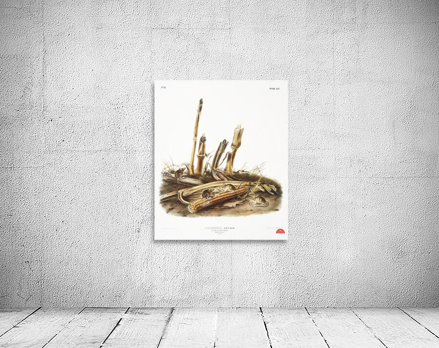 Little Harvest Mouse Mus minimus  Wall Preview