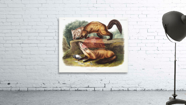 Pine Marten Mustela martes  Wall Preview