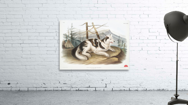 Hare-Indian Dog Canis familiaris  Wall Preview