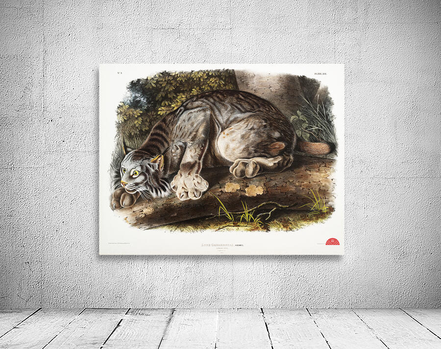 Canada Lynx Lynx Canadensis  Wall Preview