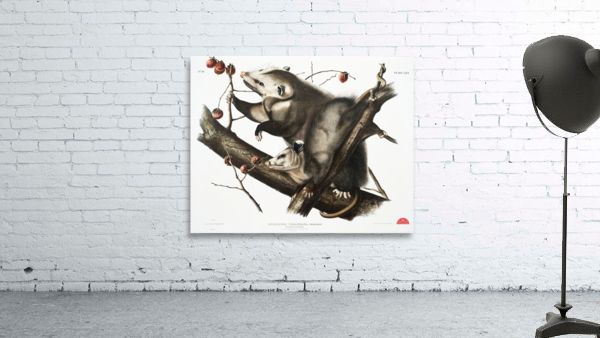 Virginian Opossum Didelphis Virginiana  Wall Preview