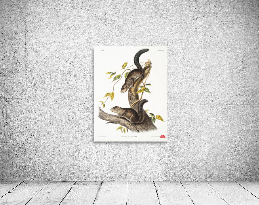 Collies Squirrel Sciurus colliaei  Wall Preview