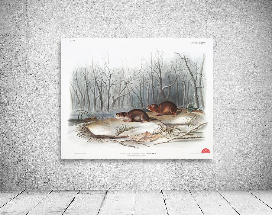 Meadow Mouse Arvicola richardsonii  Wall Preview