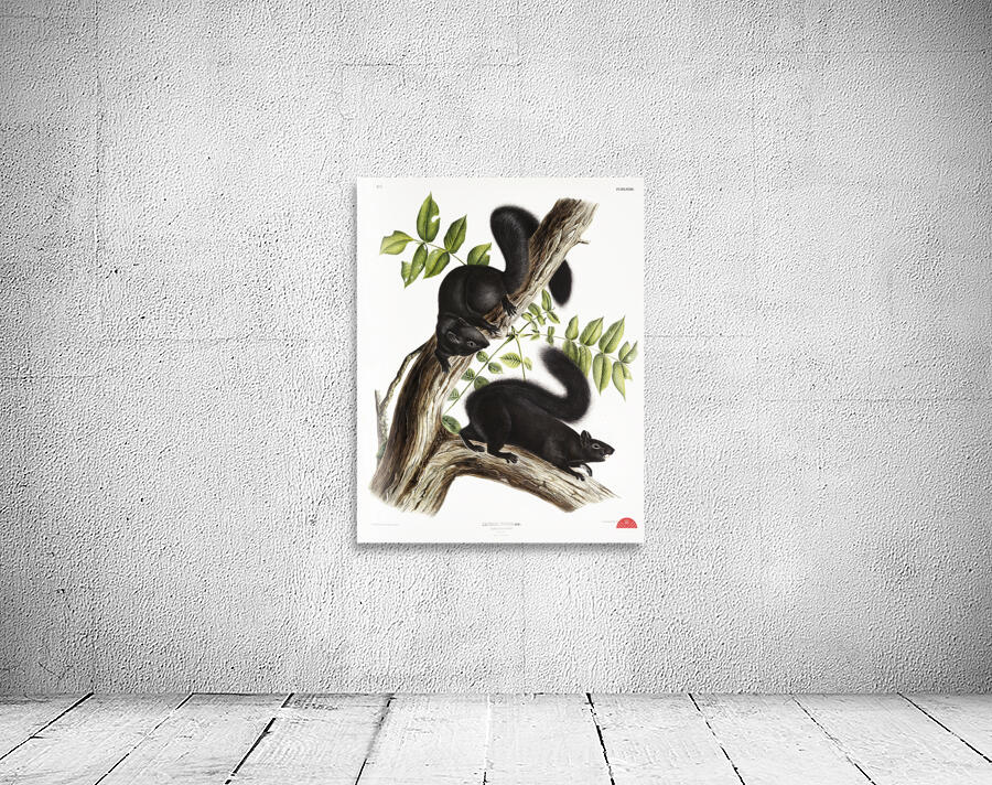 Meadow Mouse Arvicola richardsonii  Wall Preview