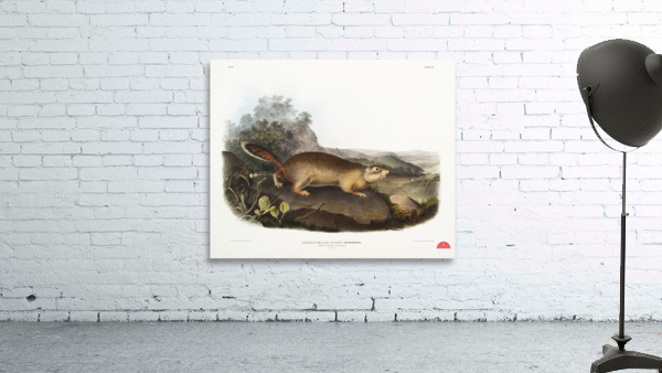 Marmot Squirrel Spermophilus Parryi  Wall Preview