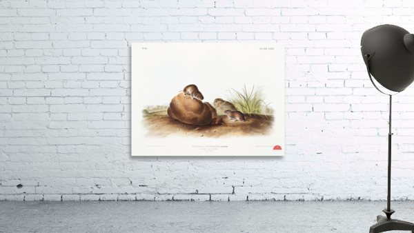 Lecontes Pine Mouse Arvocola pinetorum  Wall Preview