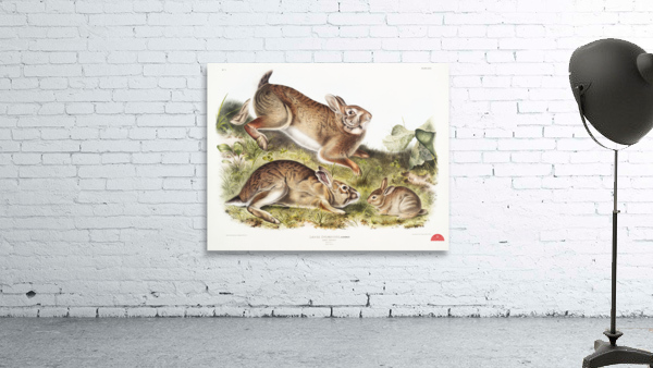 Grey Rabbit Lepus Sylvaticus  Wall Preview