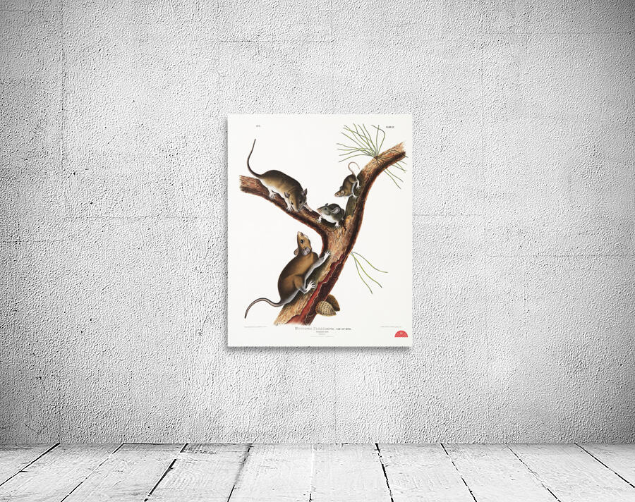 Florida Rat Neotoma Floridana  Wall Preview