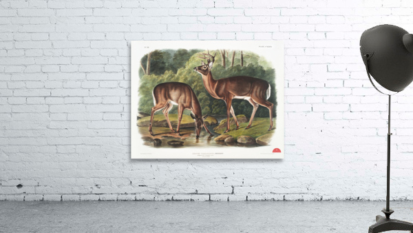 Deer or Virginian Deer Cervus Virginianus  Wall Preview