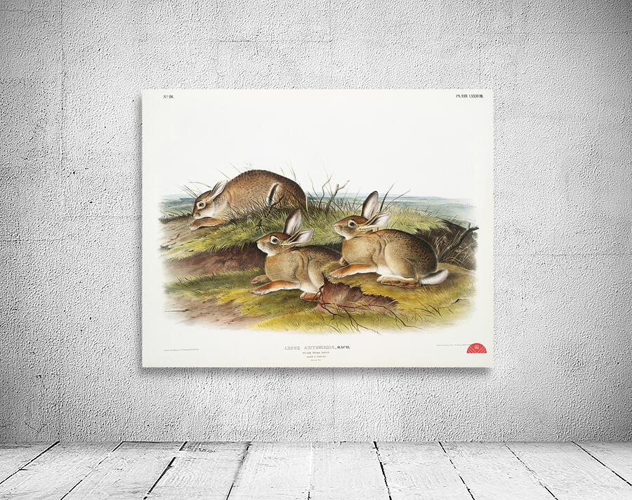 Warm Wood Hare Lepus artemesia  Wall Preview