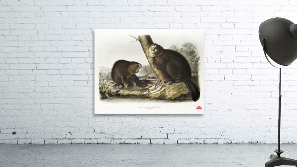 American Beaver Castor fiber Americanus  Wall Preview