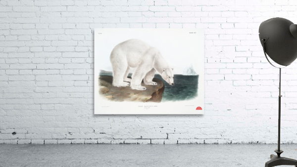 American Beaver Castor fiber Americanus  Wall Preview