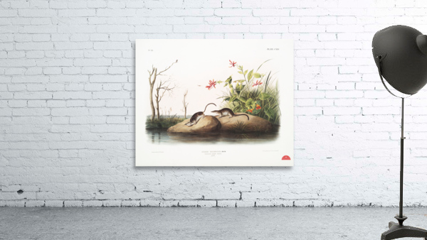 American Marsh Shrew Sorex palustris  Wall Preview