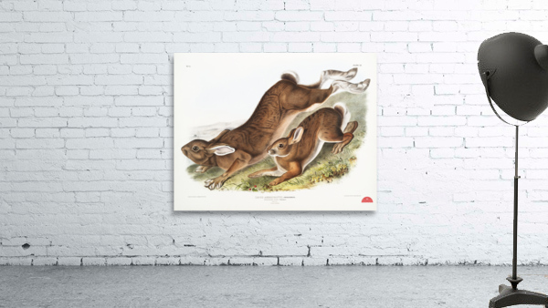 Northern Hare Lepus Americanus  Wall Preview