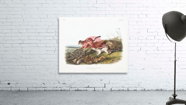 Marmot Squirrel Spermophilus lateralis  Wall Preview