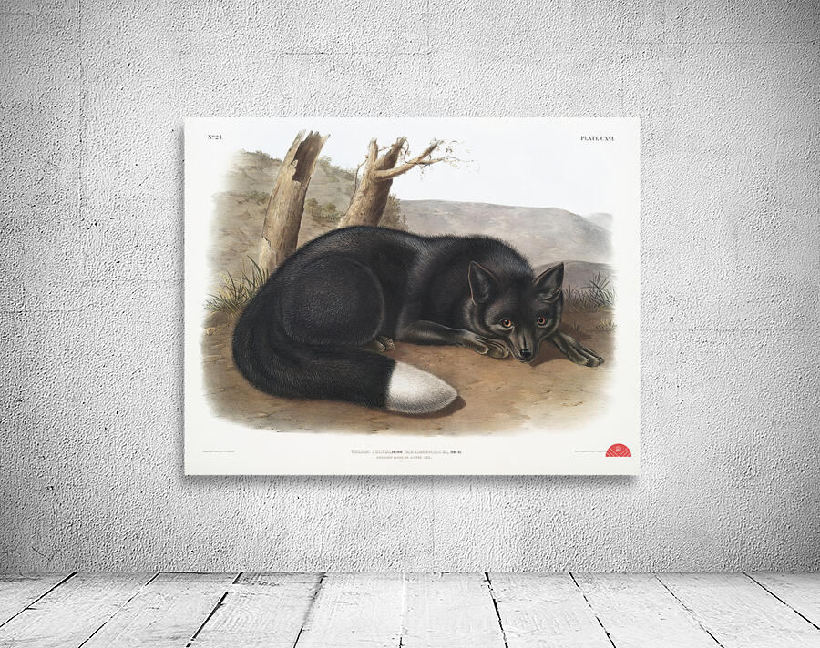 American Black or Silver Fox Vulpes fulvus  Wall Preview