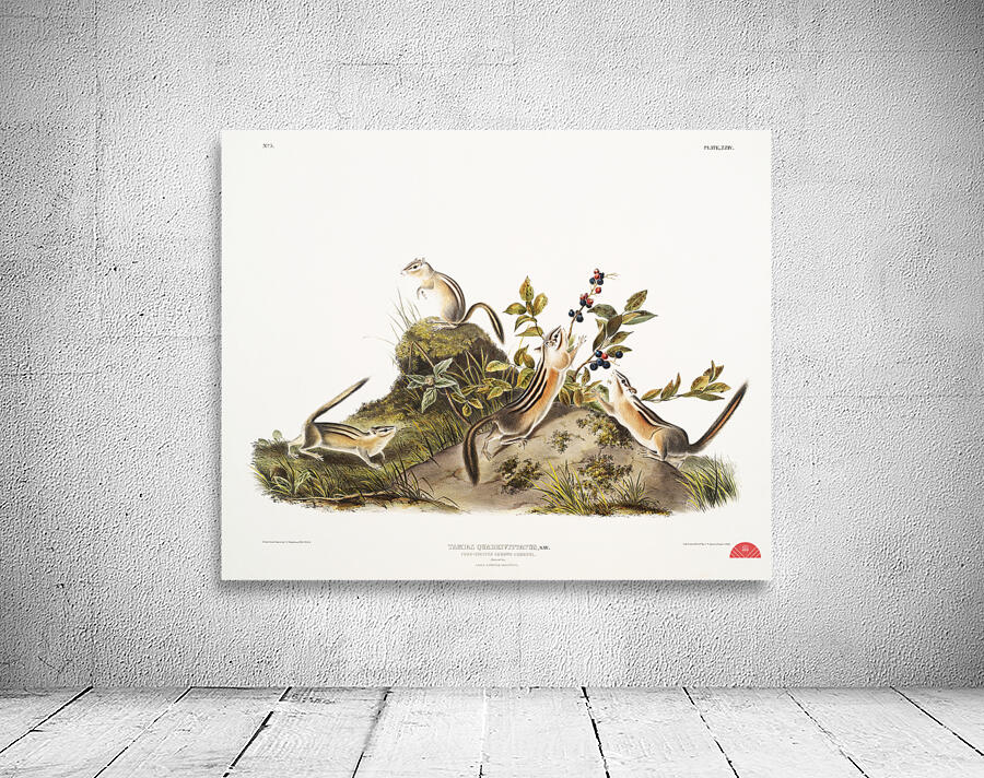 Four-striped Ground Squirrel Tamias quadrivitatus  Wall Preview