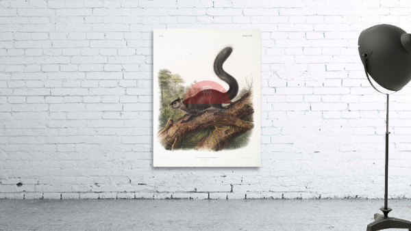 Dusky Sqiurrel Sciurus nigrenscens  Wall Preview