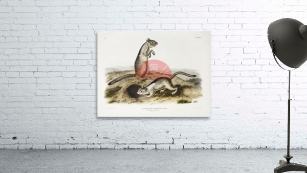 Spermophile Spermophilus Douglassii  Wall Preview