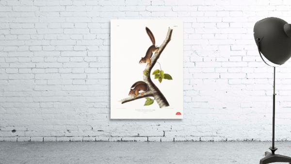 Columbian Squirrel Sciurus Richardsonii  Wall Preview