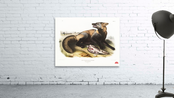 American Cross-Fox Canis vulpes  Wall Preview