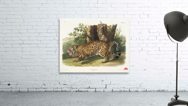 Jaguar Felis onca  Wall Preview