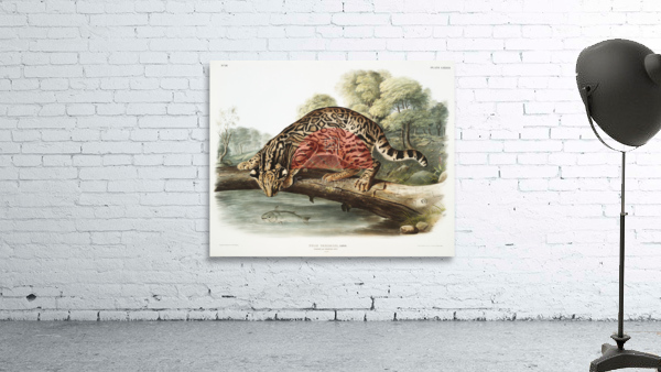 Ocelot or Leopard-Cat Felis pardalis  Wall Preview