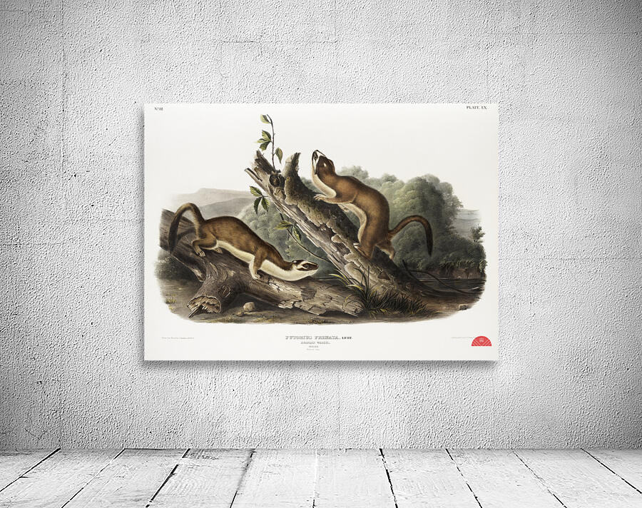 Bridled Weasel Putorius frenata  Wall Preview