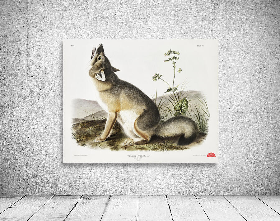 Swift Fox Vulpes velox  Wall Preview