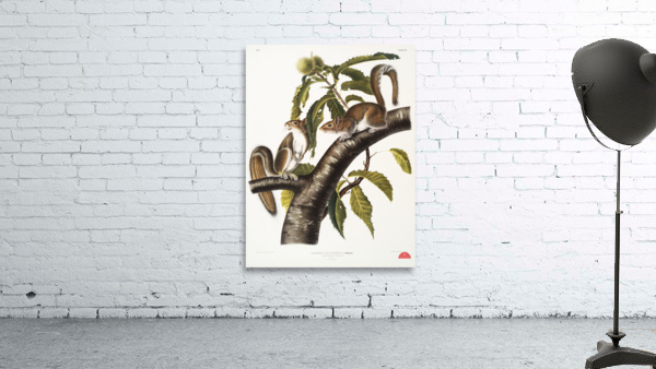 Carolina Grey Squirrel Sciurus Carolinensis  Wall Preview