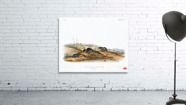 Carolina Shrew Sorex Carolinensis  Wall Preview