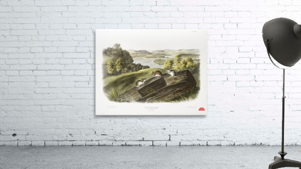 White-footed Mouse Mus leucopus  Wall Preview