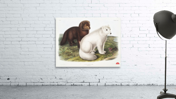 Arctic Fox Vulpes lagopus  Wall Preview