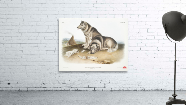 Esquimaux Dog Canis familiaris  Wall Preview